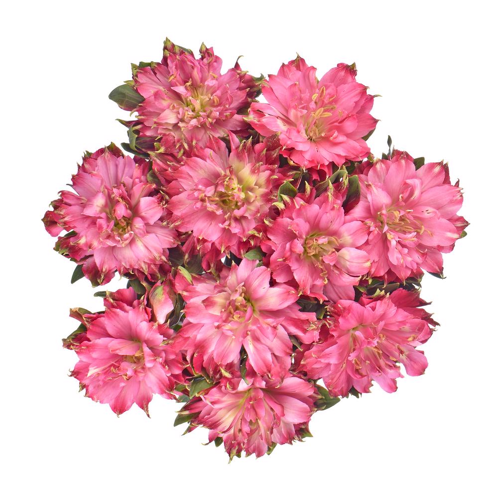 esmeralda-farms-alstroemeria-fashionista-sofiena-hot pink-3
