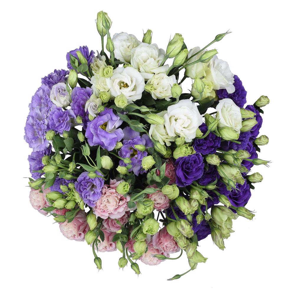 esmeralda-farms-lisianthus-assorted