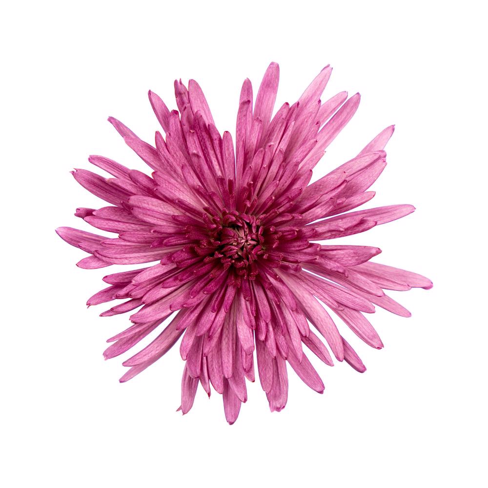 esmeralda-anastasia-natural-pink