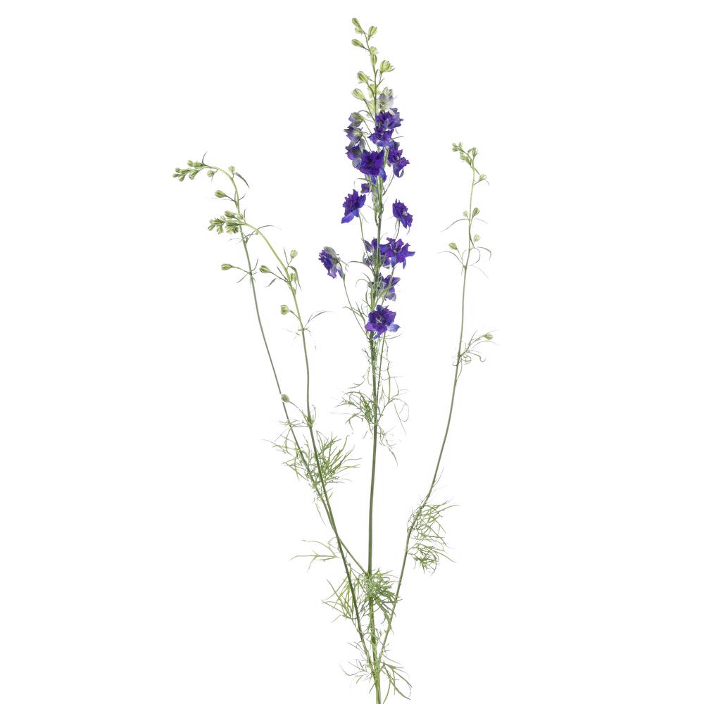 esmeralda-farms-larkspur-blue-spire-side