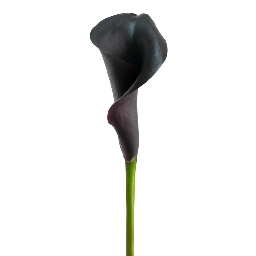 esmeralda-farms-calla-lily-black-forest-side