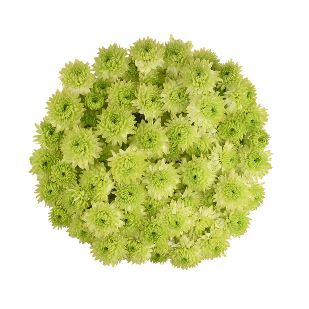 esmeralda-farms-pompon-novelty-takashi-3