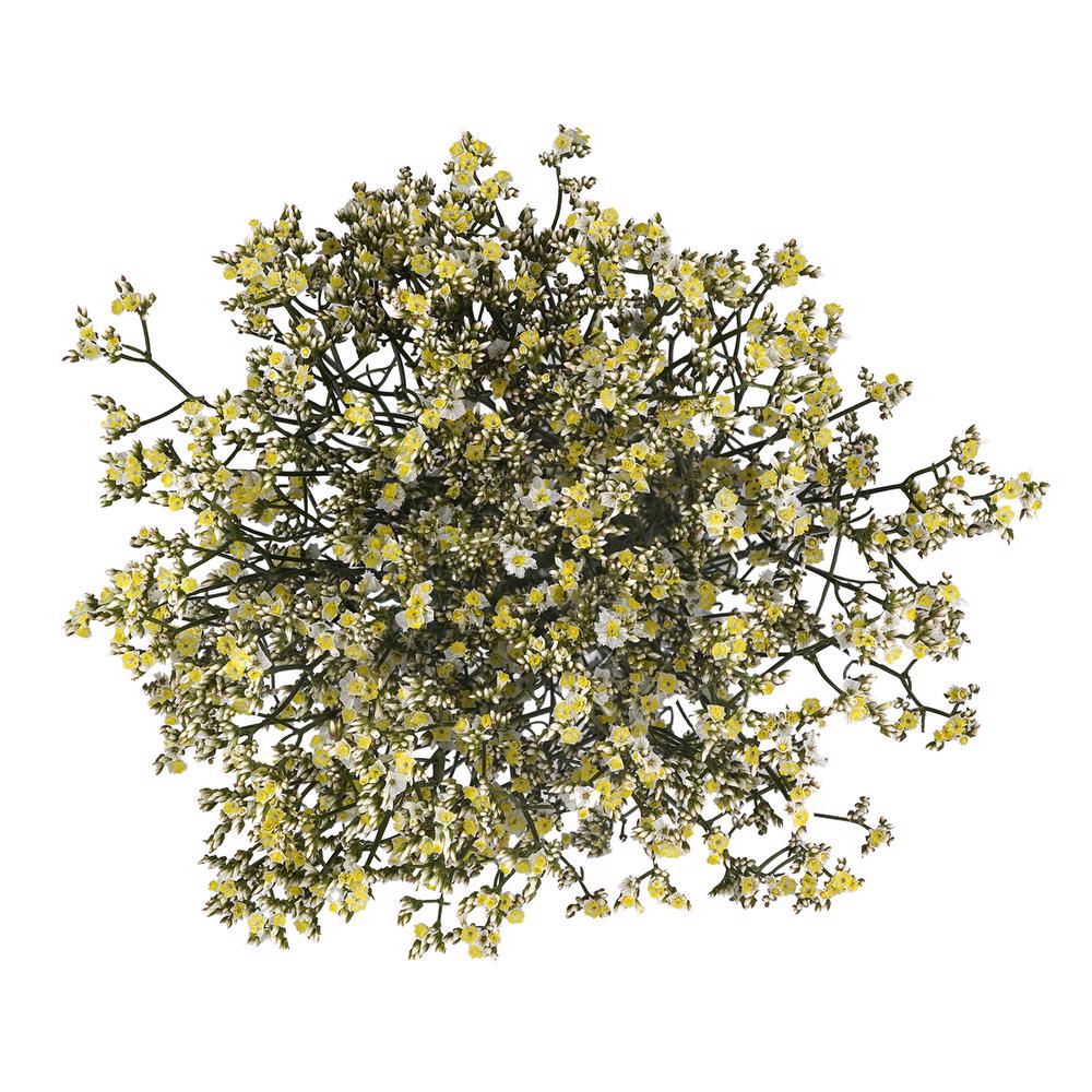 esmeralda-farms-limonium-activa-white-3