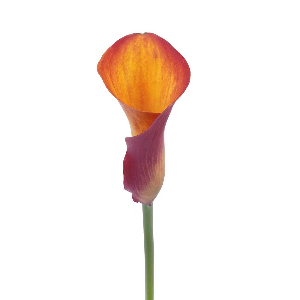 esmeralda-farms-mini-calla-lily-gran-paradiso-3