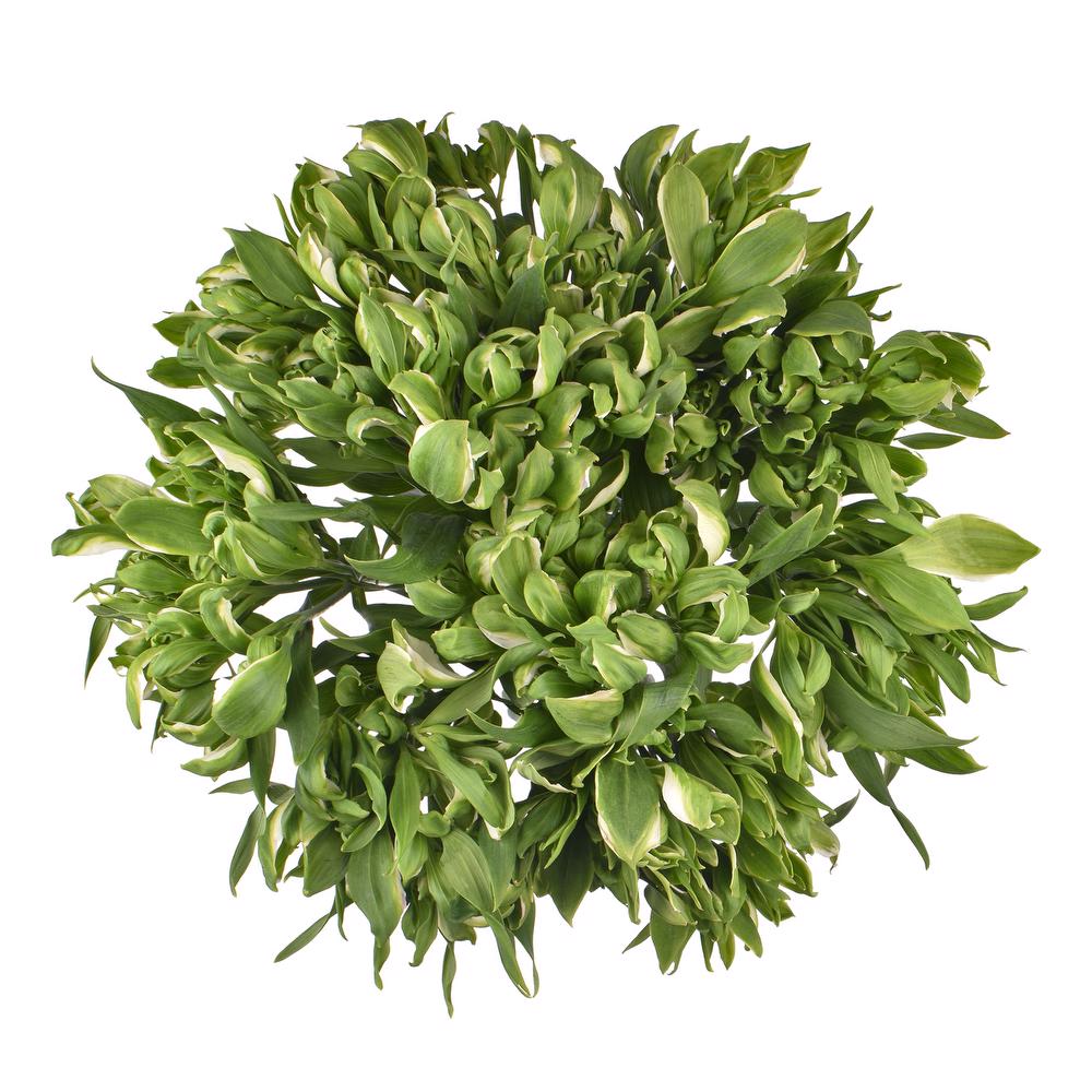 esmeralda-farms-alstroemeria-green-crown-3