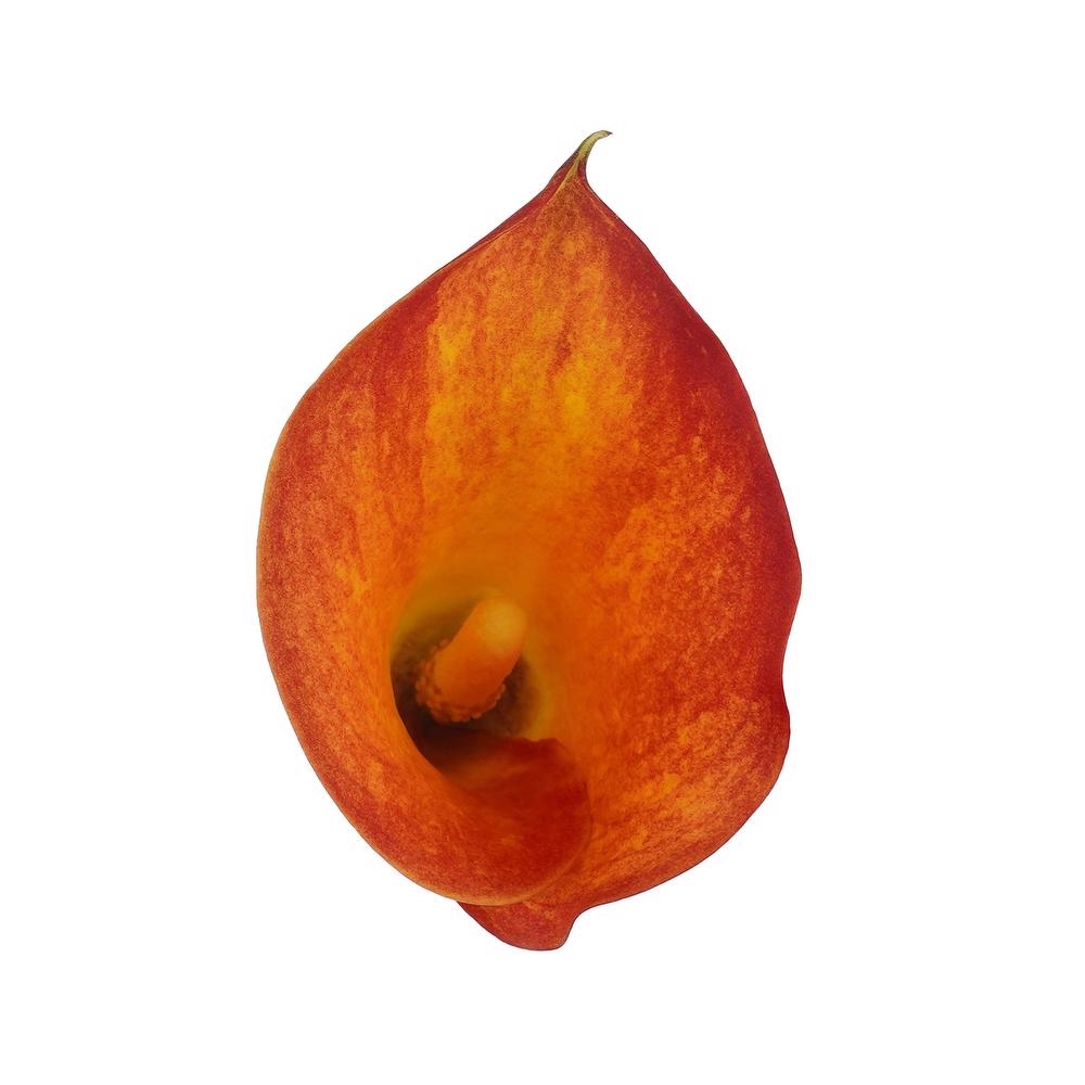 esmeralda-farms-mini-calla-lily-captain-trinity-4
