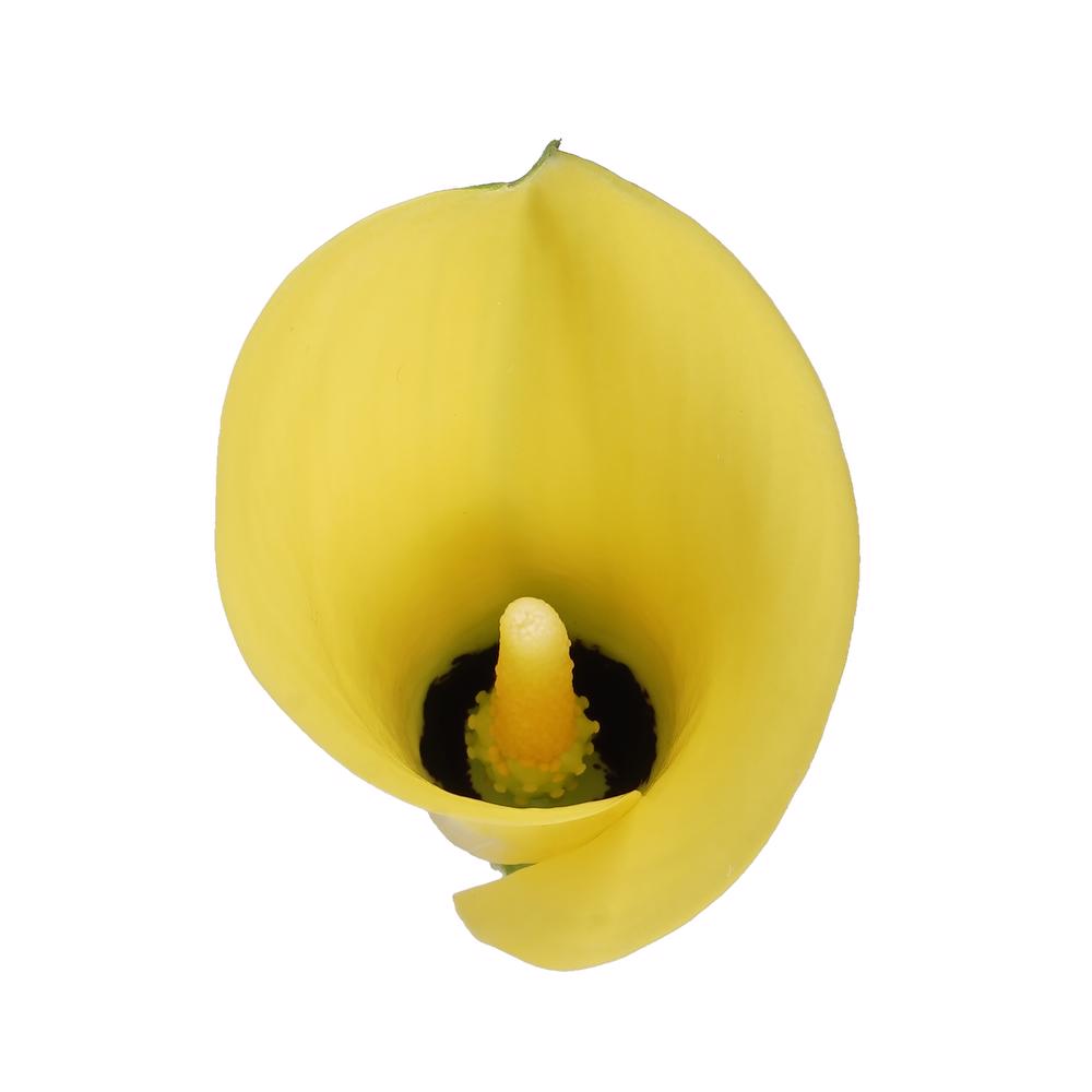 esmeralda-farms-calla-lily-sunray-top