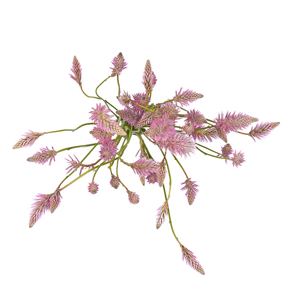 esmeralda-farms-ptilotus-matilda-3