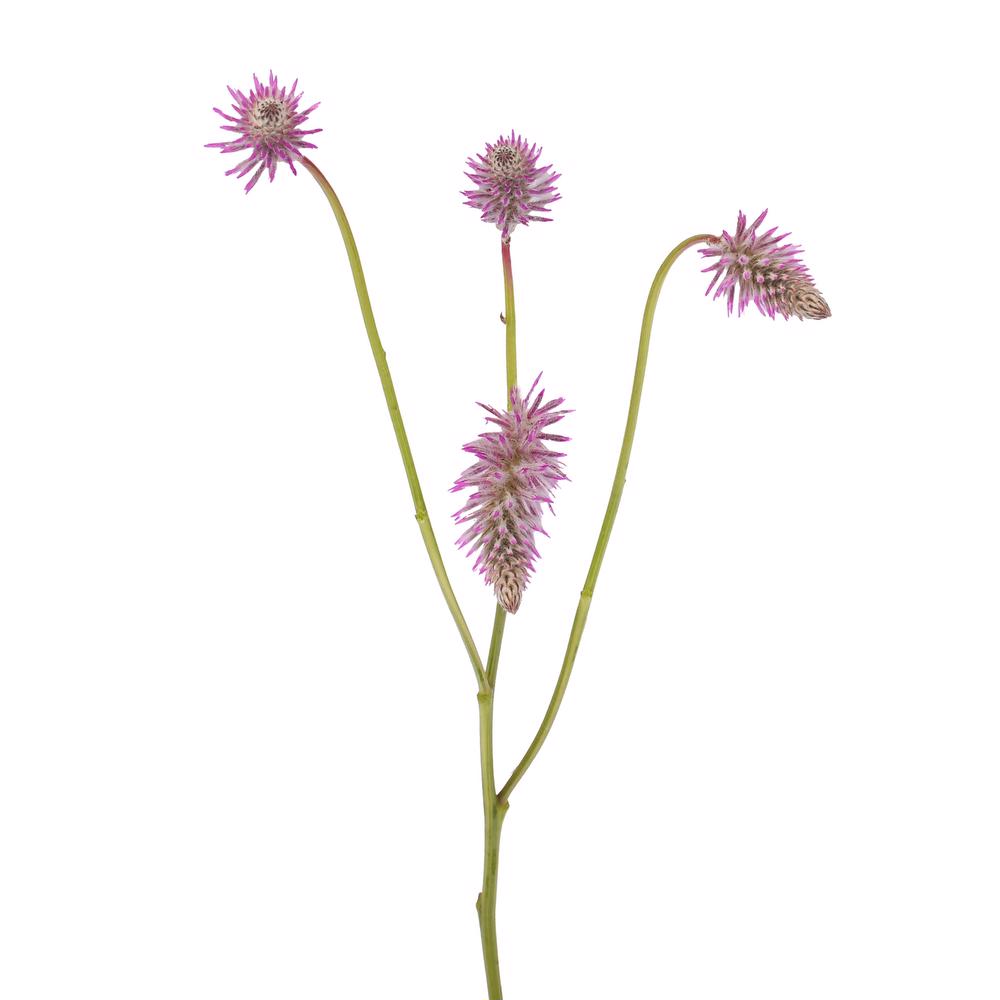 esmeralda-farms-ptilotus-matilda-4