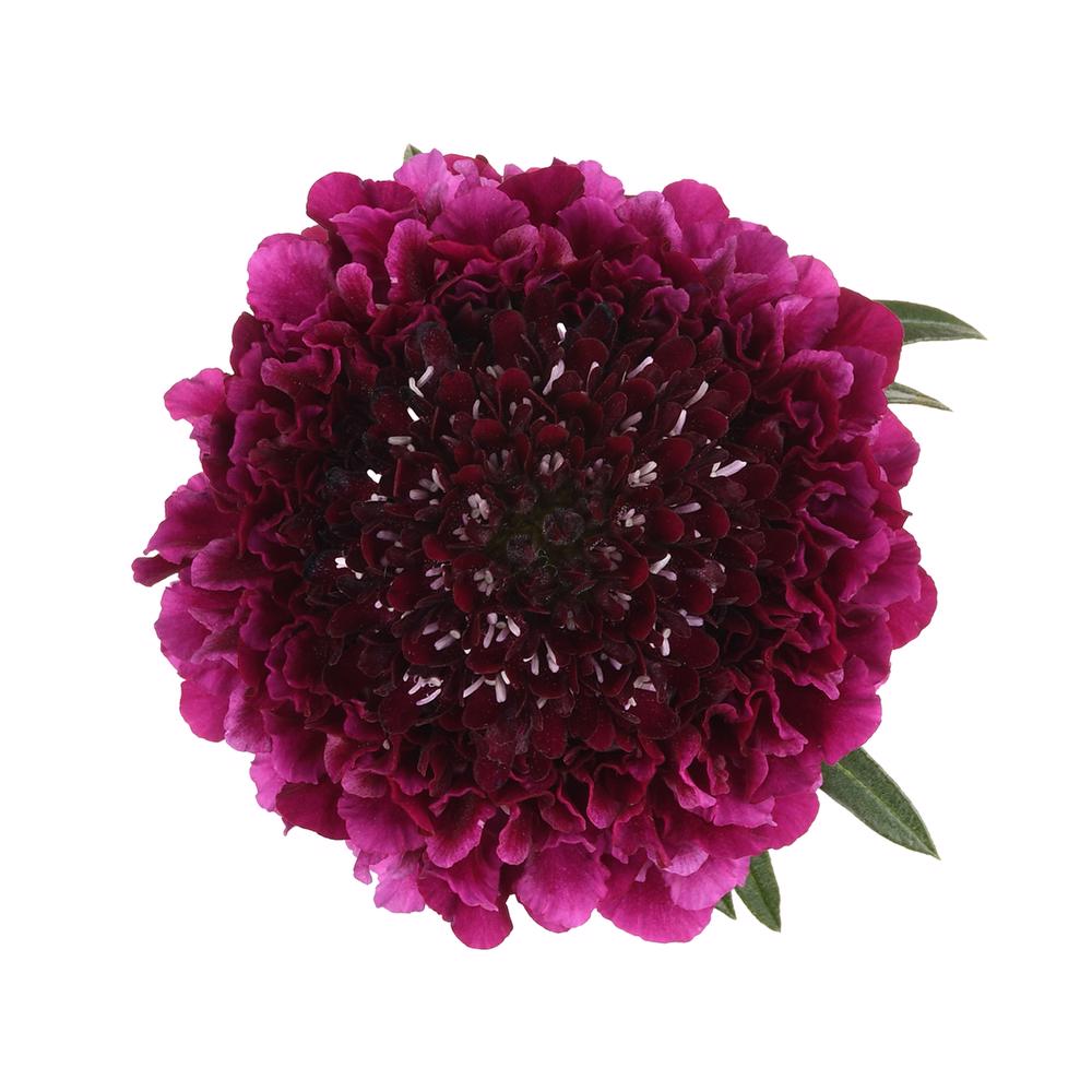 esmeralda-farms-scabiosa-purple-4