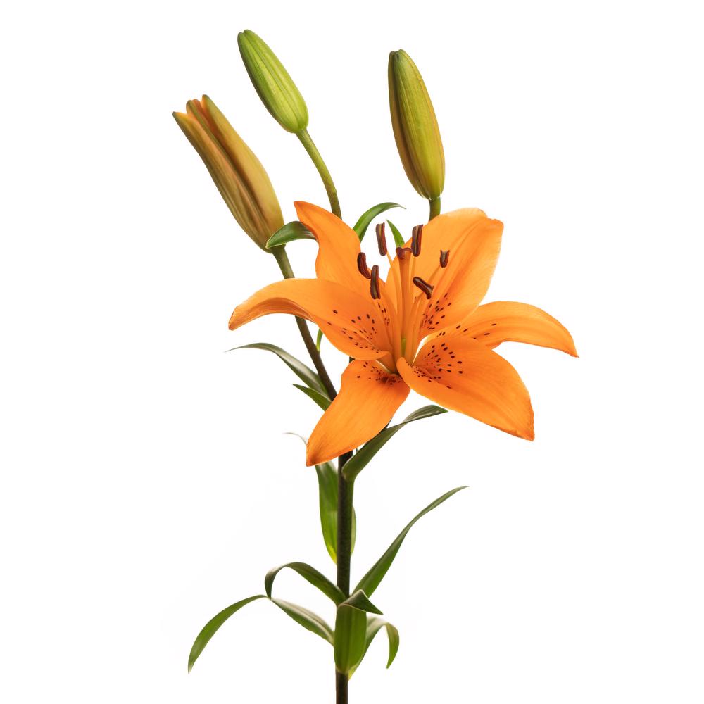 esmeralda-la-hybrid-lily-orange