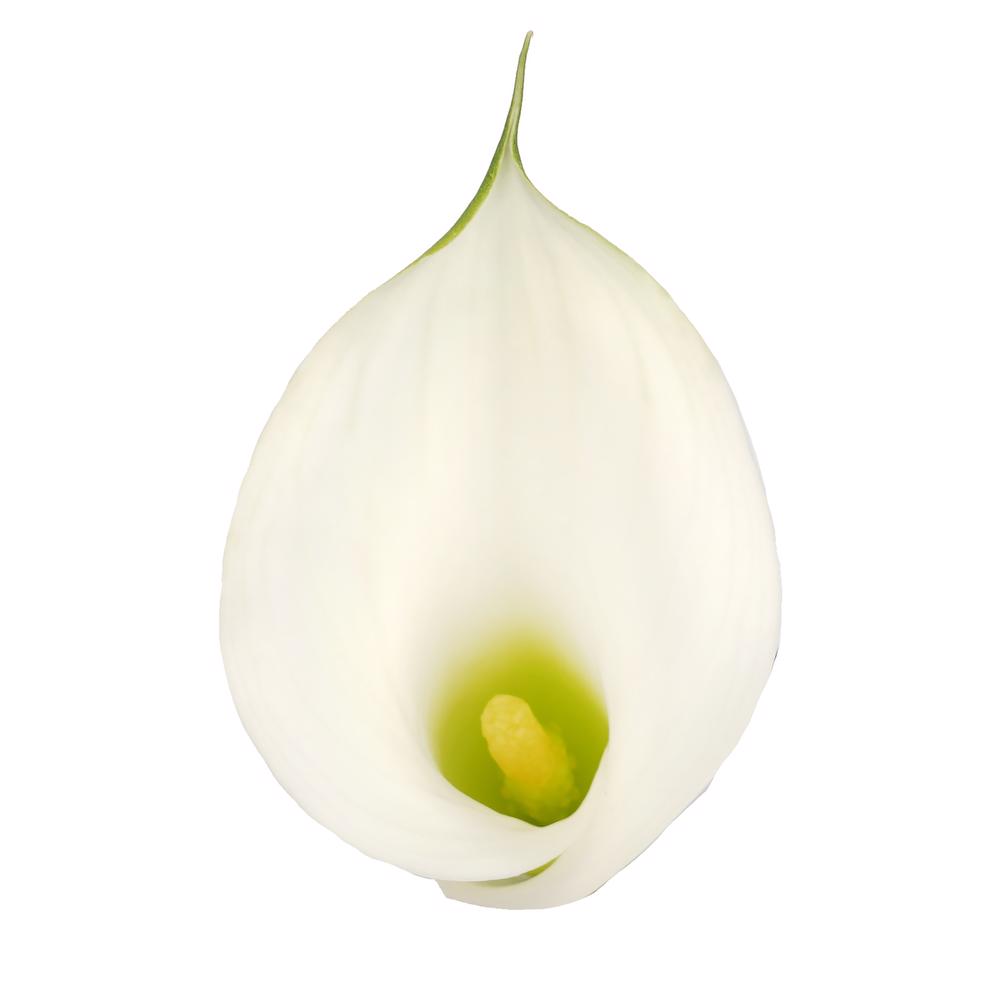 esmeralda-farms-crystal-white-cordoba-mini-calla-lily