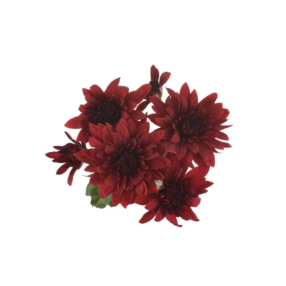 esmeralda-farms-pompon-cushion-testarossa-5