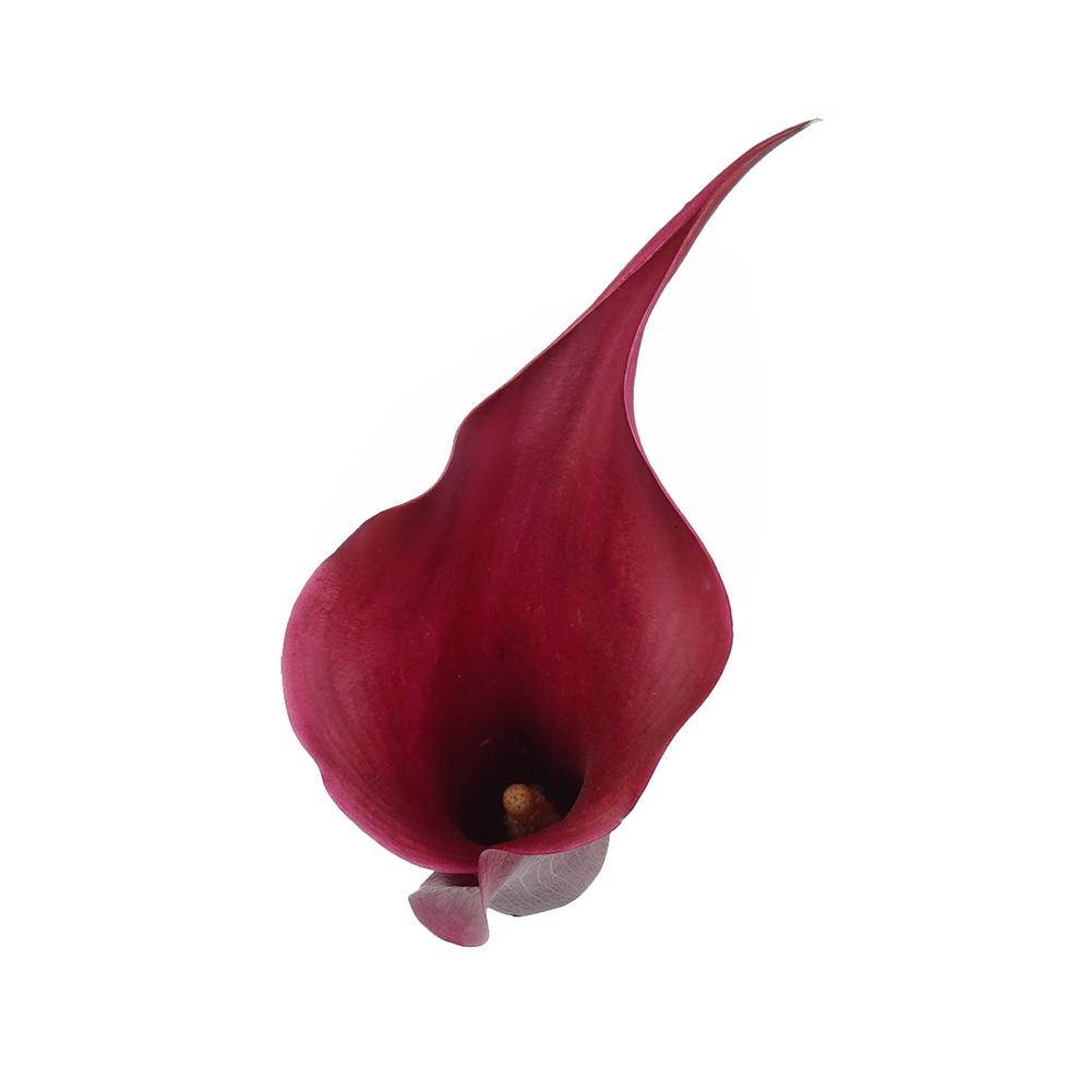 esmeralda-farms-calla-lily-mini-cranberry-4