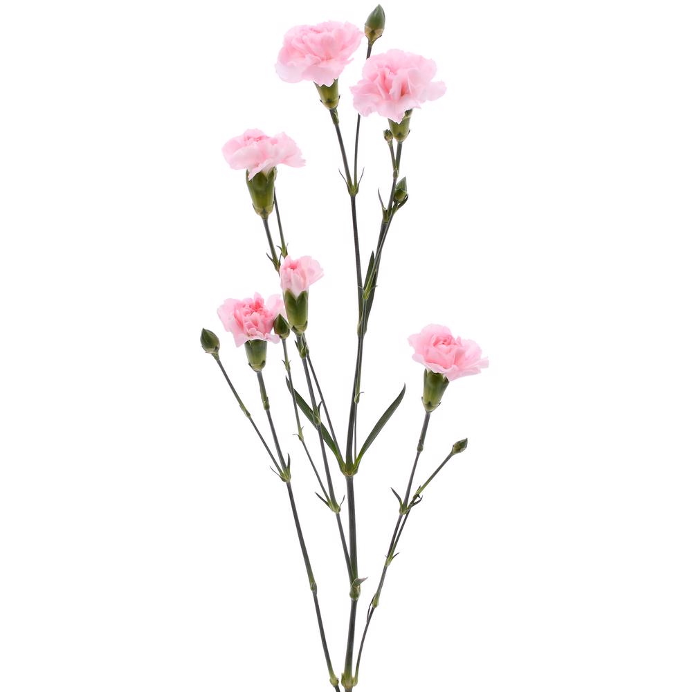 esmeralda-farms-mini-carnation-pink-3