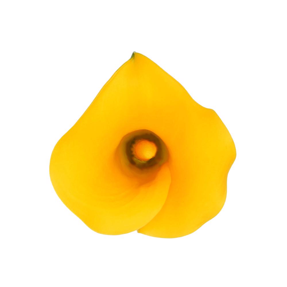 esmeralda-farms-mini-calla-lily-sunny-art-44