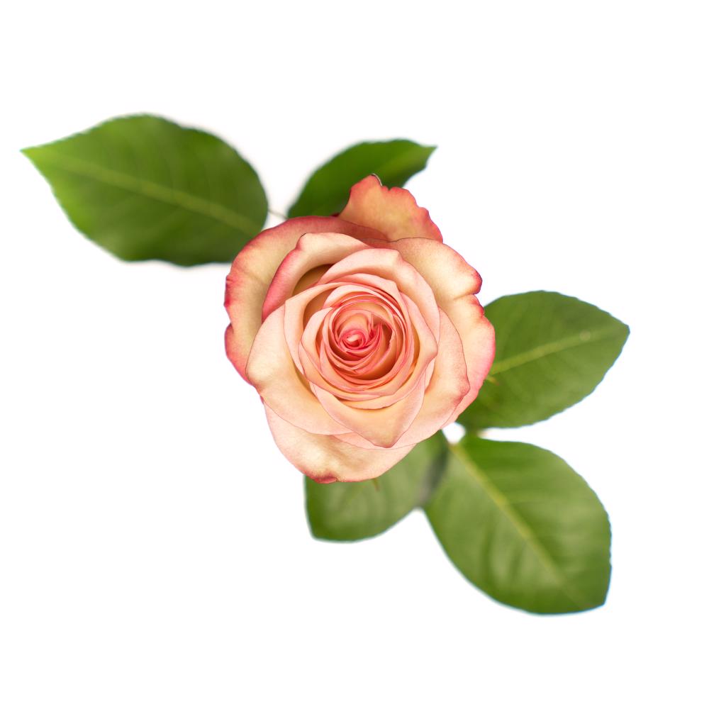 esmeralda-paloma-rose