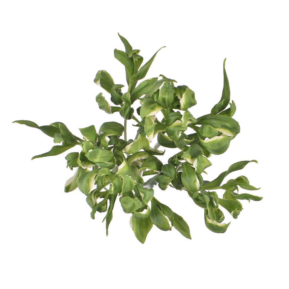 esmeralda-farms-alstroemeria-green-crown-5