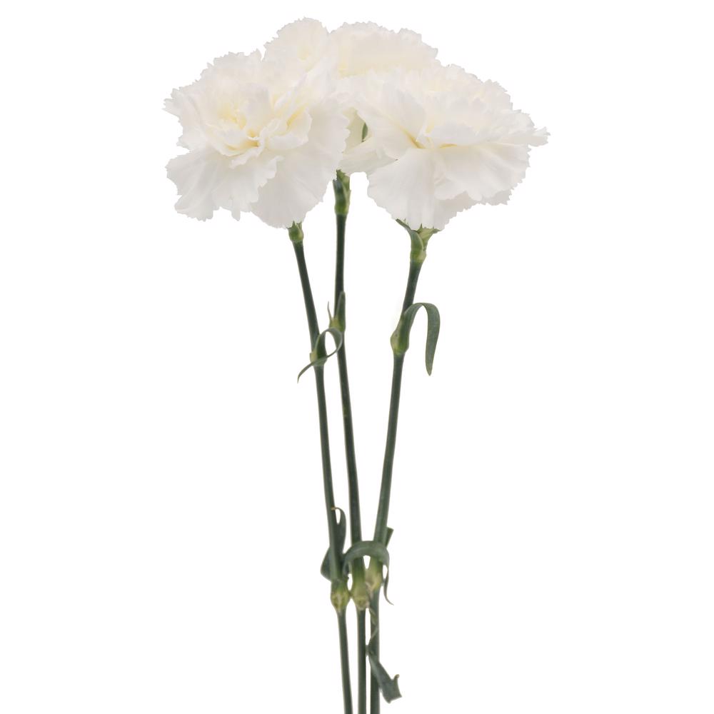 esmeralda-farms-carnation-white-trio-stems