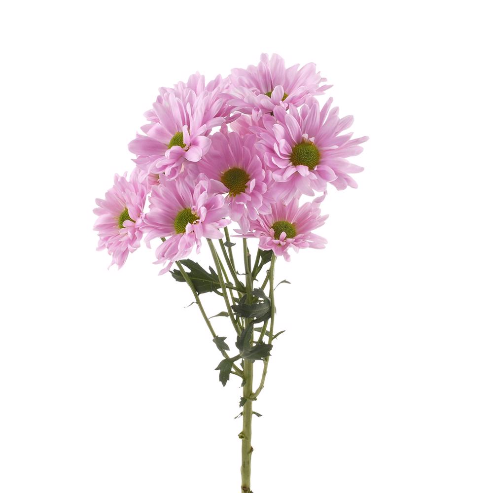 esmeralda-farms-pompon-daisy-cutie-pie-4