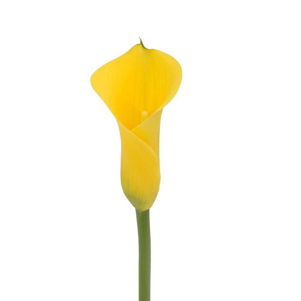 esmeralda-farms-mini-calla-lily-sunray-3