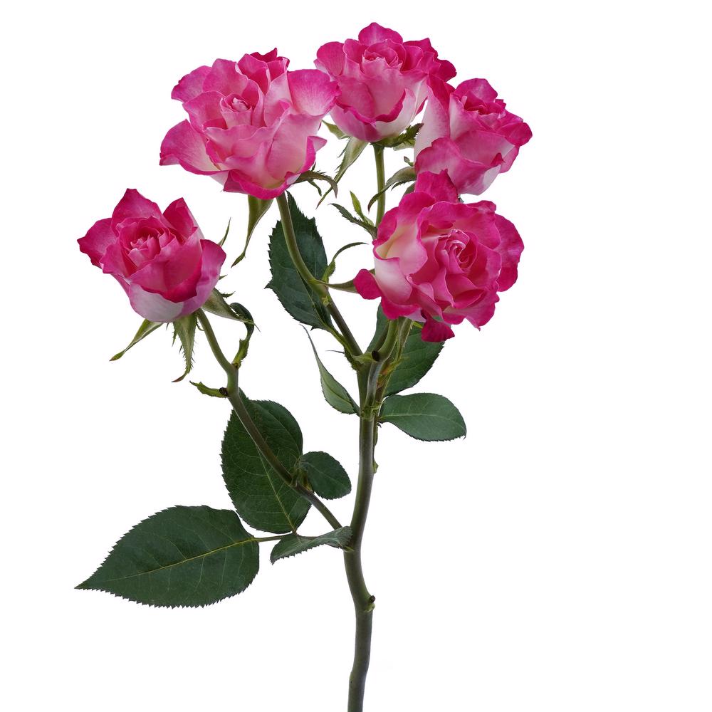 esmeralda-farms-spray-rose-milky-way-3