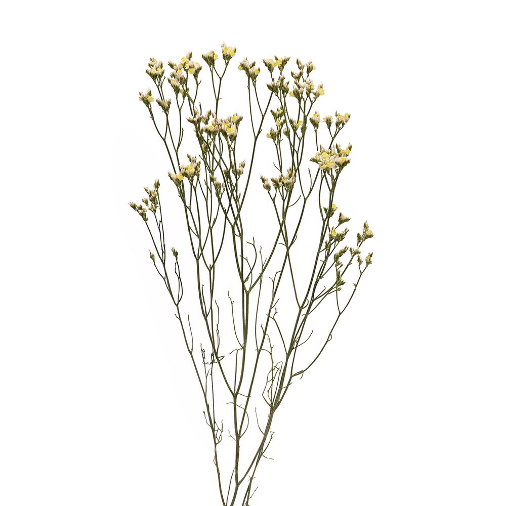 esmeralda-farms-limonium-activa-white-4