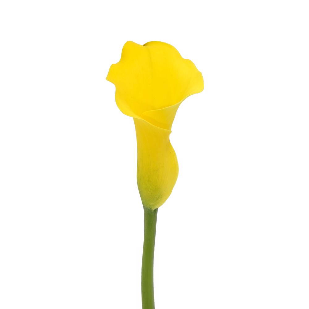 esmeralda-farms-mini-calla-lily-montecarlo-3