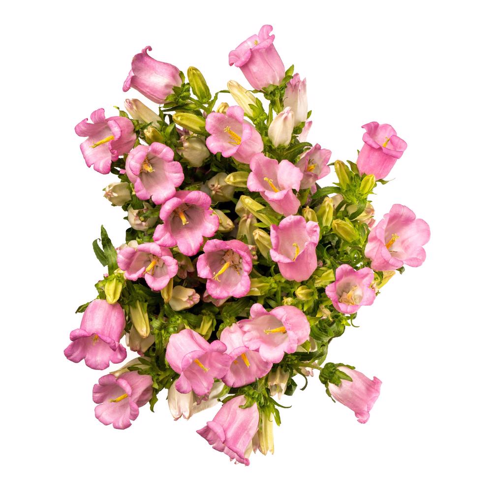 esmeralda-campanula-champion-pink