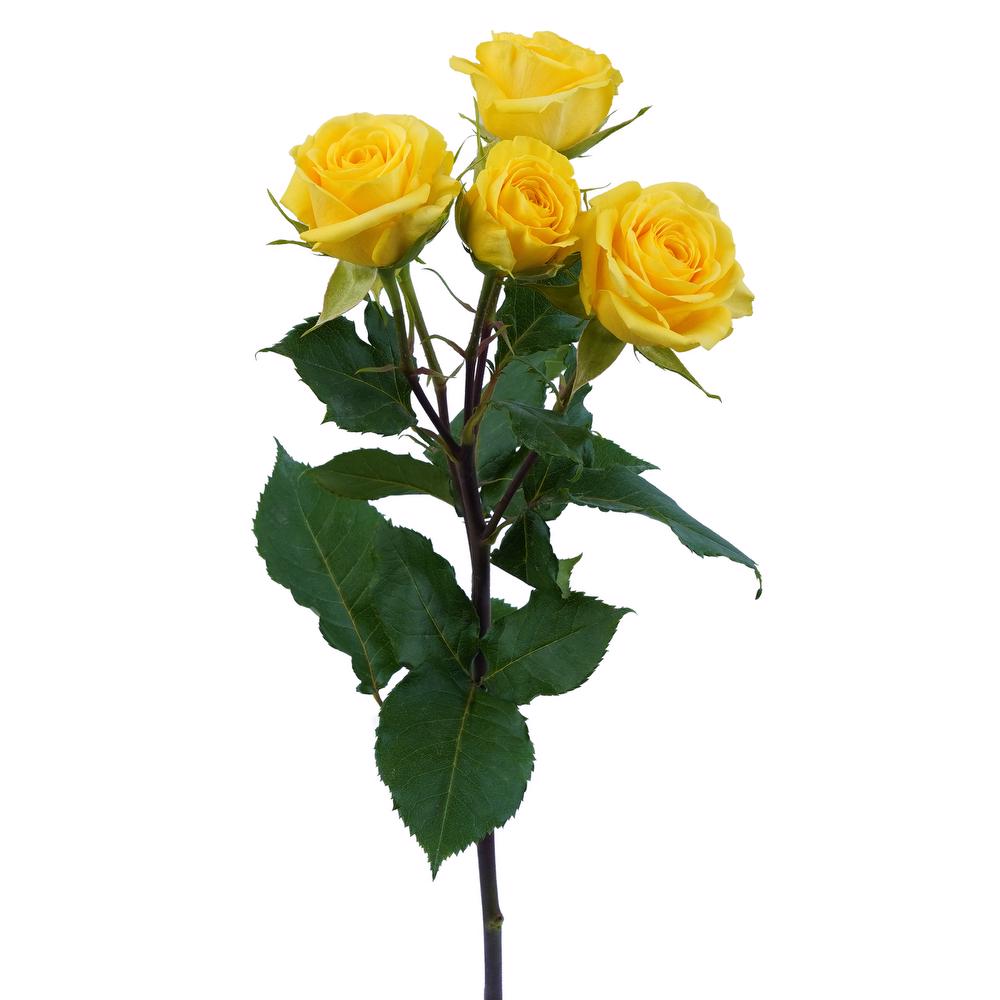 esmeralda-farms-spray-rose-golden-blossoms-3