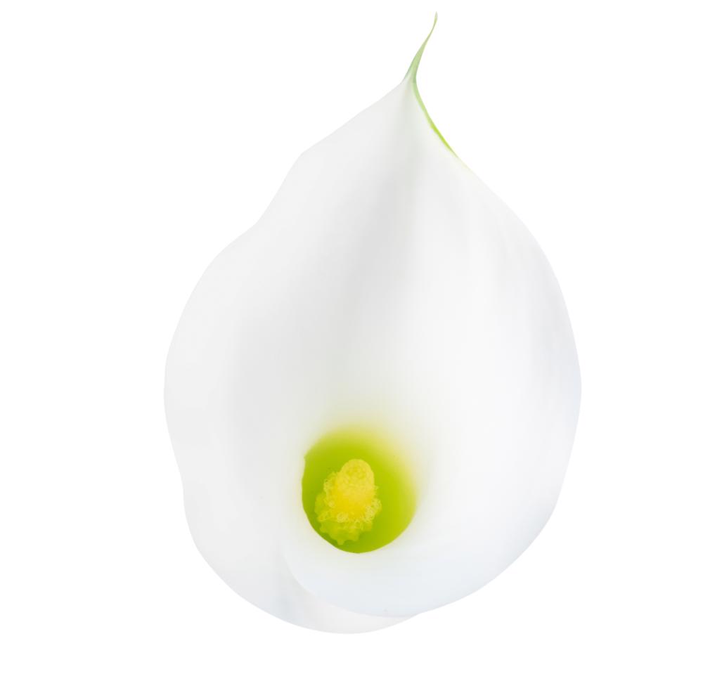 esmeralda-farms-calla-lily-aspen-top