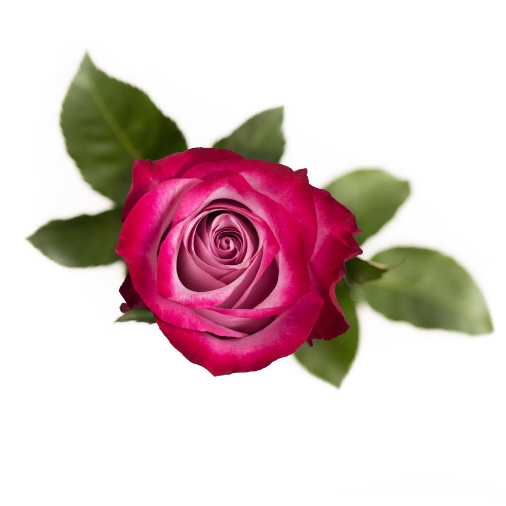 esmeralda-deep-purple-rose