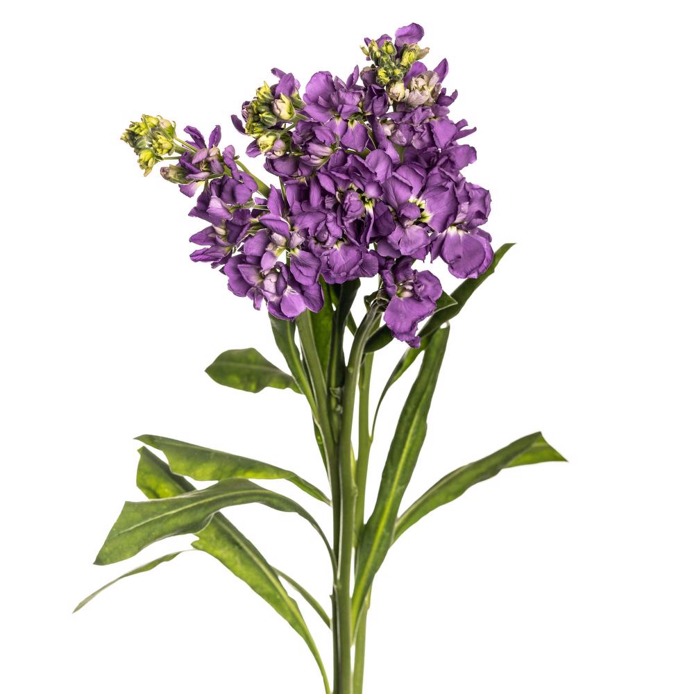 esmeralda-farms-stock-ao-no-mai-deep-blue