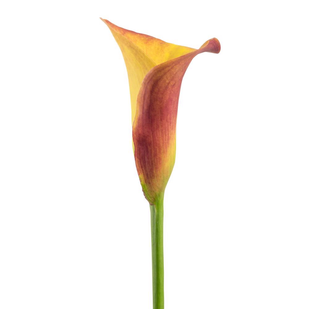 esmeralda-farms-calla-lily-gran-paradiso-side