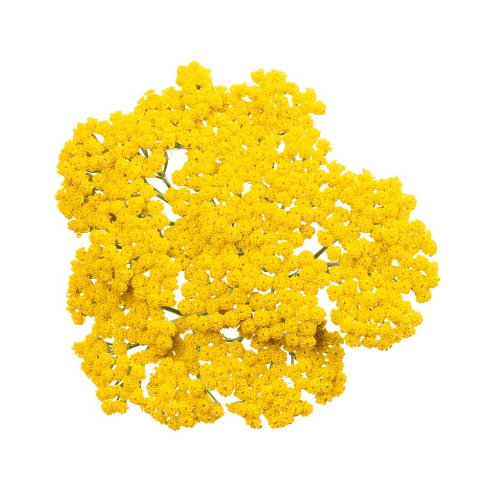 esmeralda-achillea-yellow