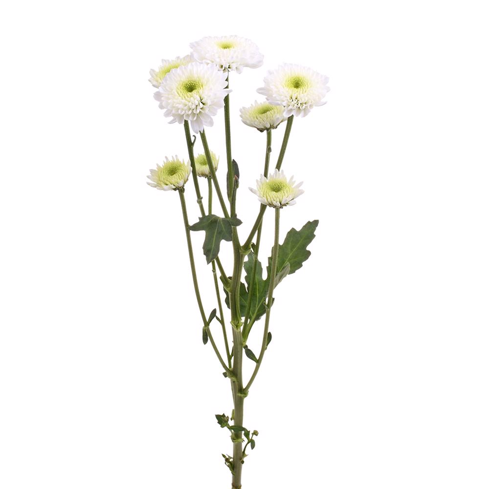 esmeralda-farms-pompon-button-cloud-4