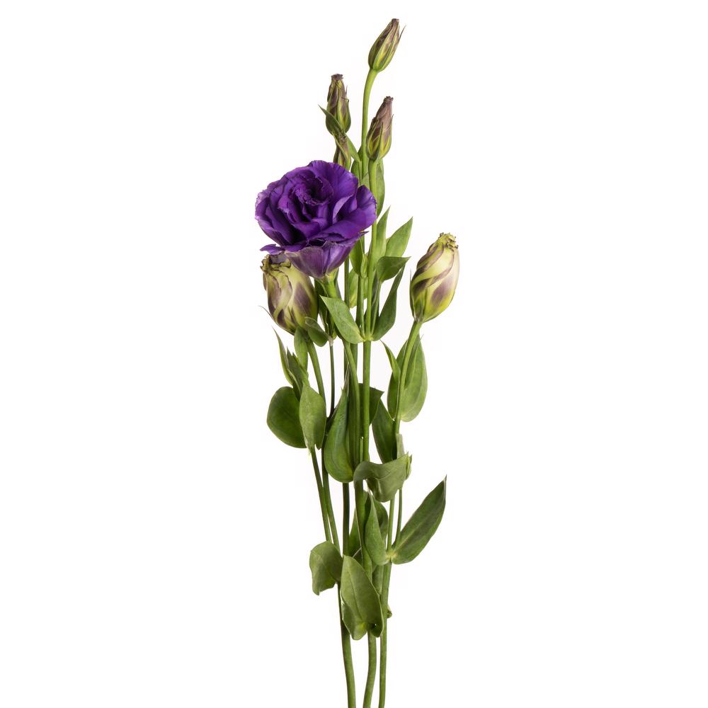 esmeralda-lisianthus-purple