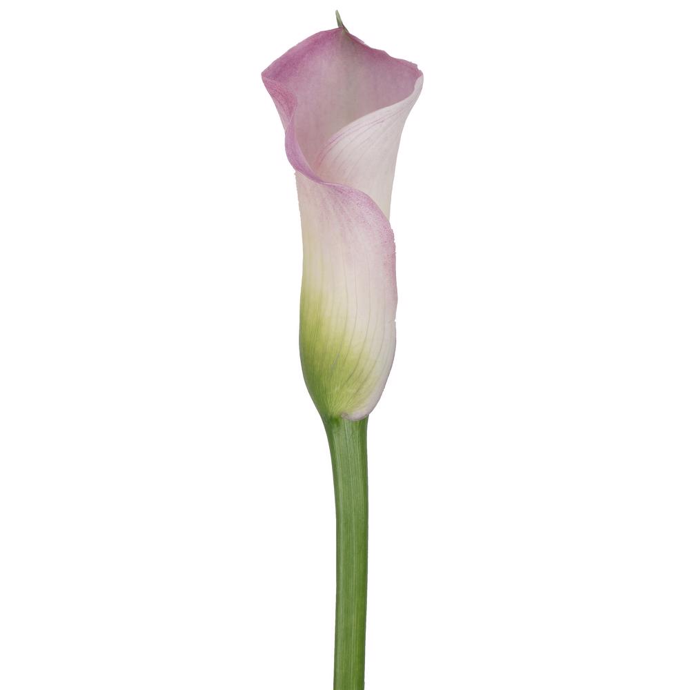 esmeralda-farms-calla-lily-couplet-side