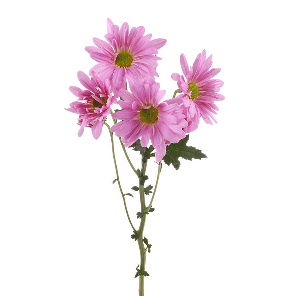 esmeralda-farms-pompon-daisy-atlantis-pink-4