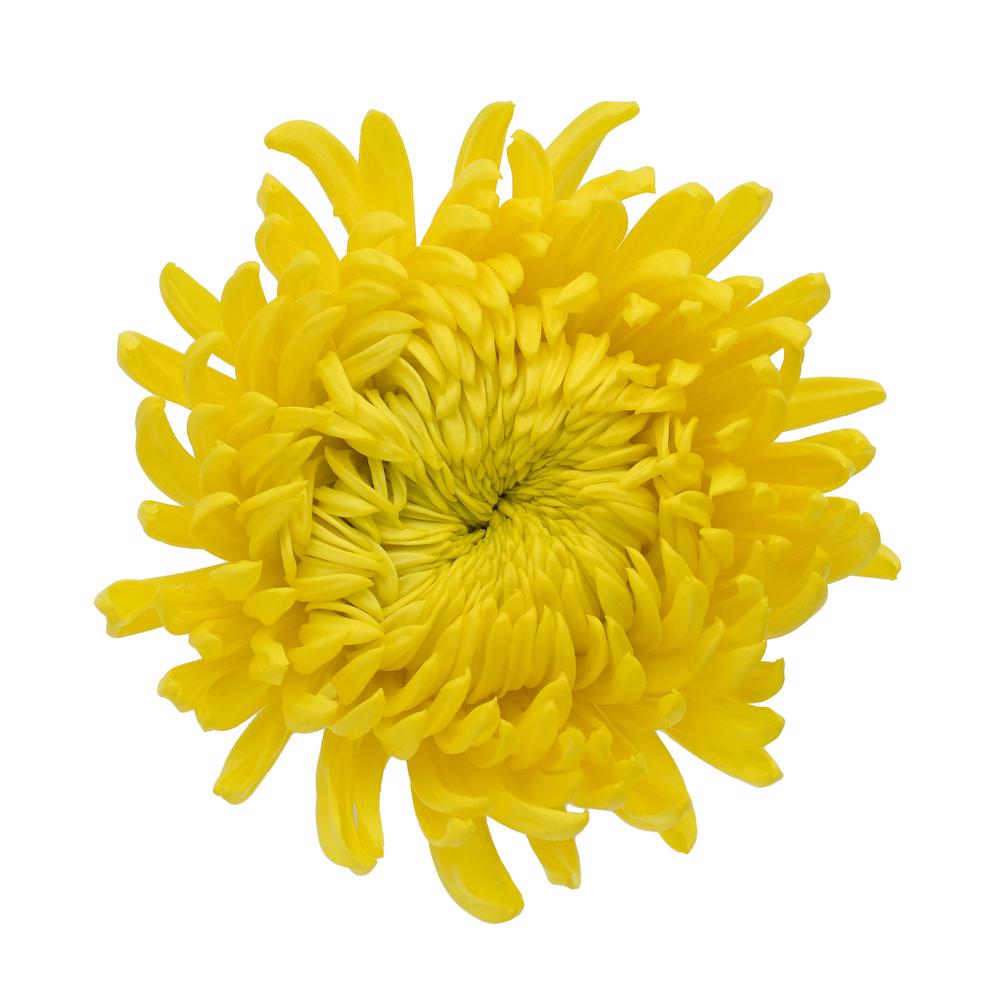 esmeralda-farms-disbud-astroid-4