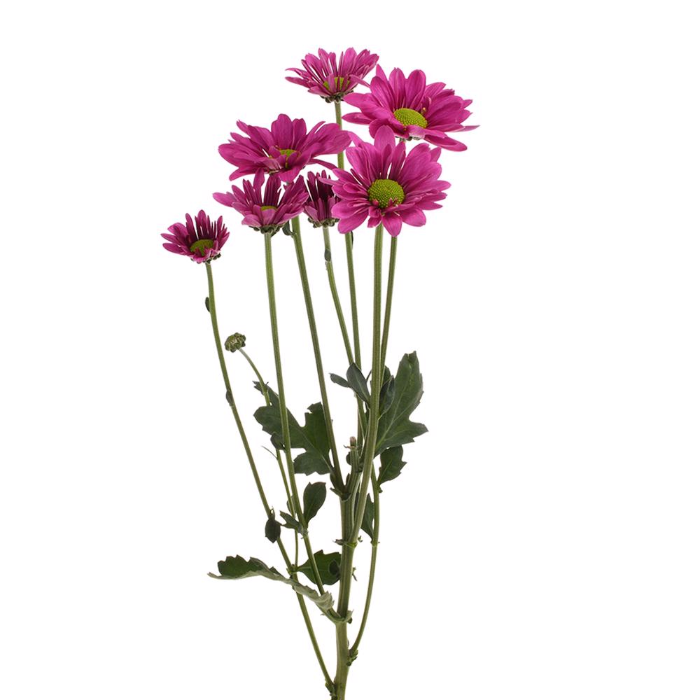 esmeralda-farms-pompon-daisy-memphis-4