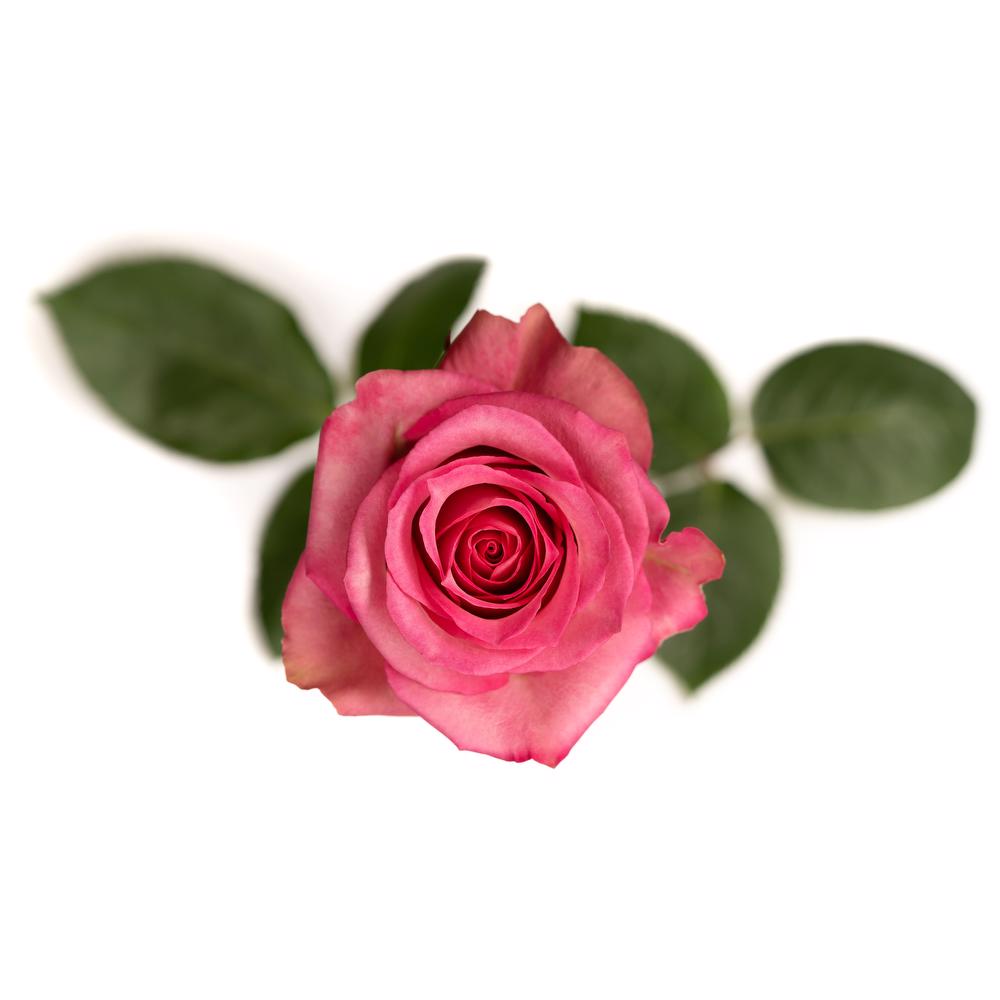 esmeralda-rose-sweet-memory