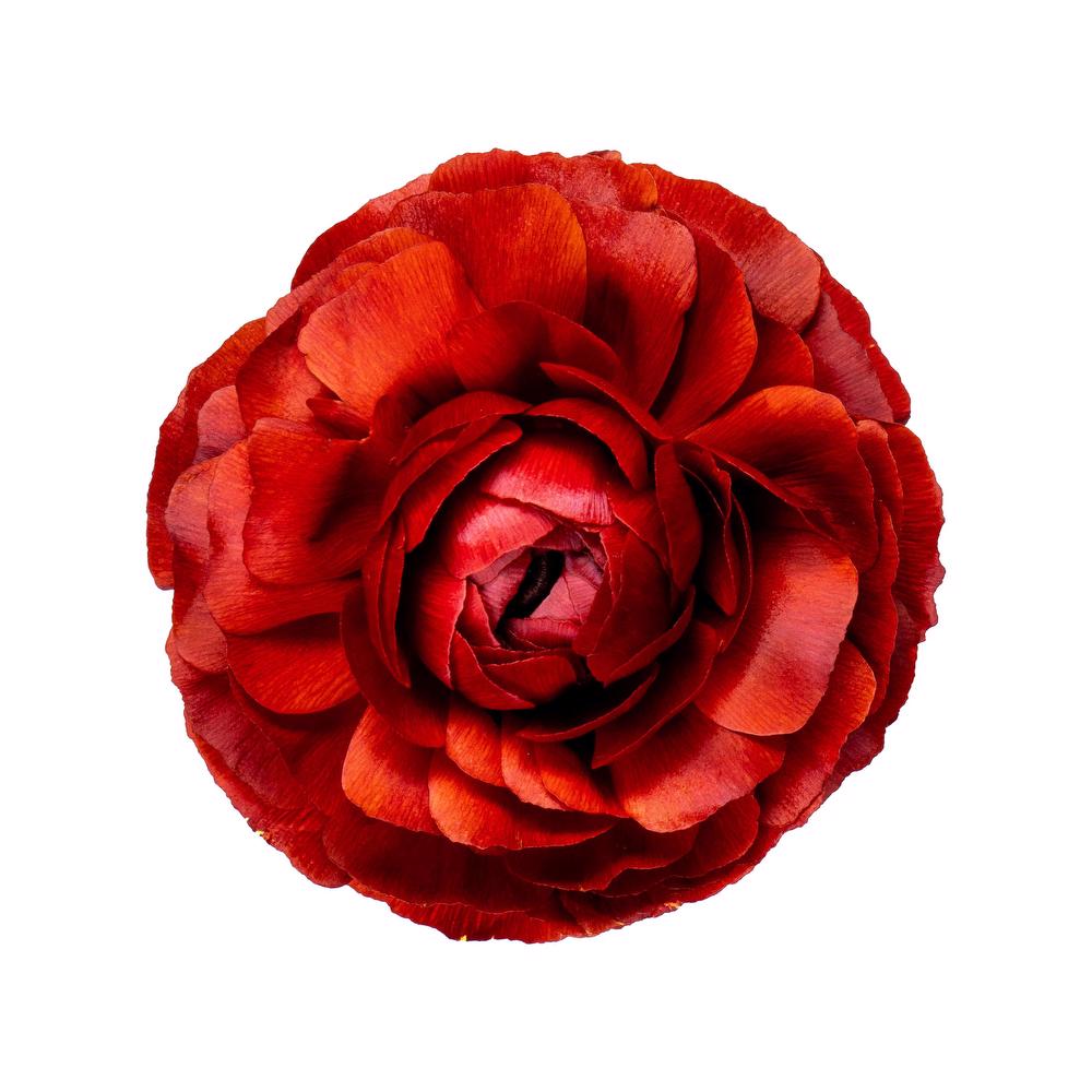 esmeralda-ranunculus-rosso-red