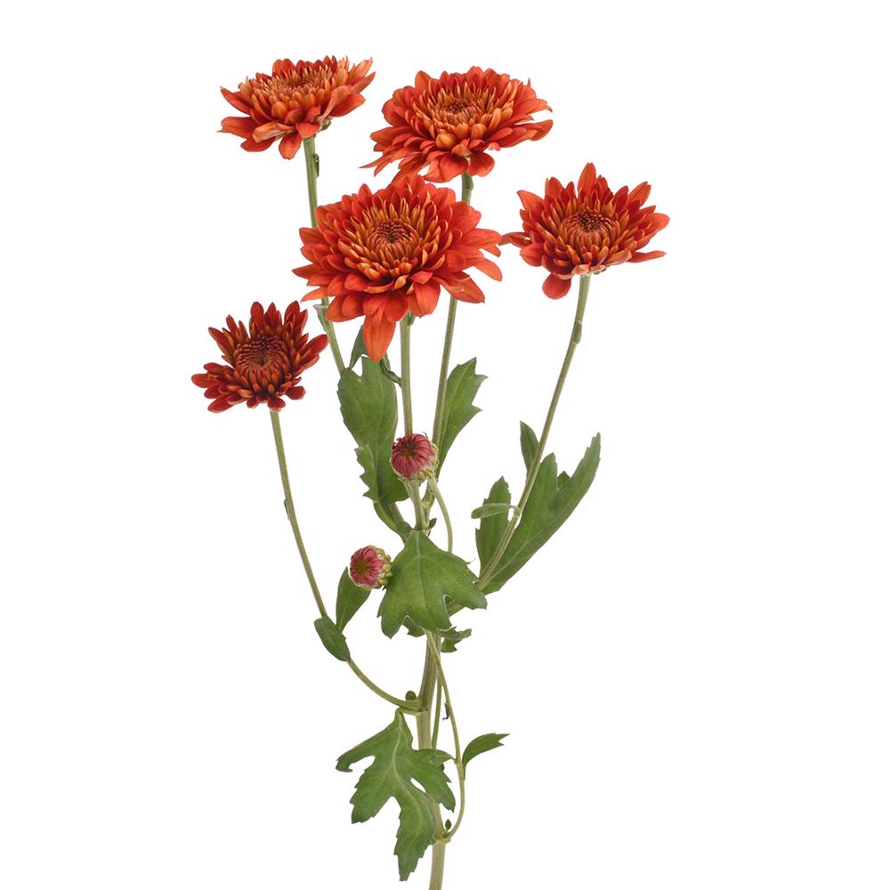 esmeralda-farms-cushion-calvex-rojo-4