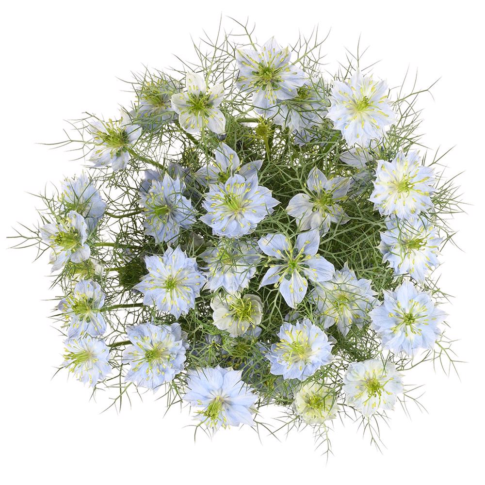 esmeralda-farms-nigella-blue-3