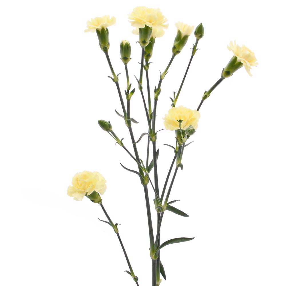 esmeralda-farms-mini-carnation-yellow-3