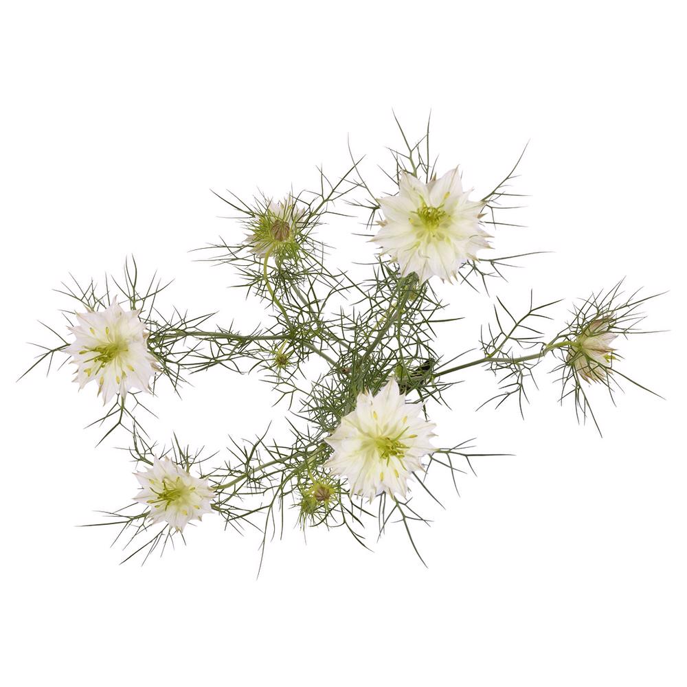 esmeralda-farms-nigella-white-5