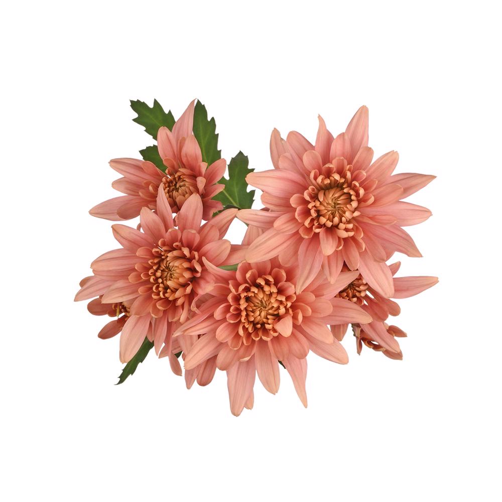 esmeralda-farms-cushion-veronica-salmon-5