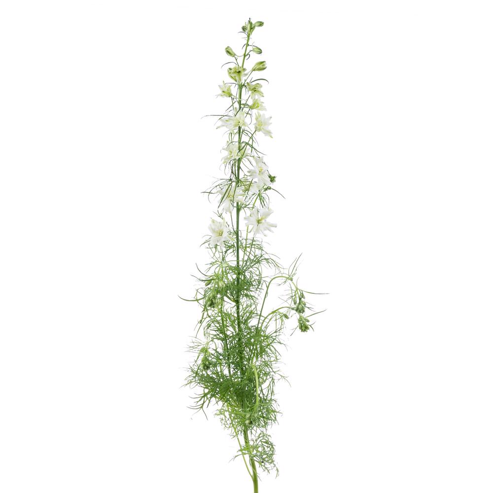 esmeralda-farms-larkspur-white-king-side