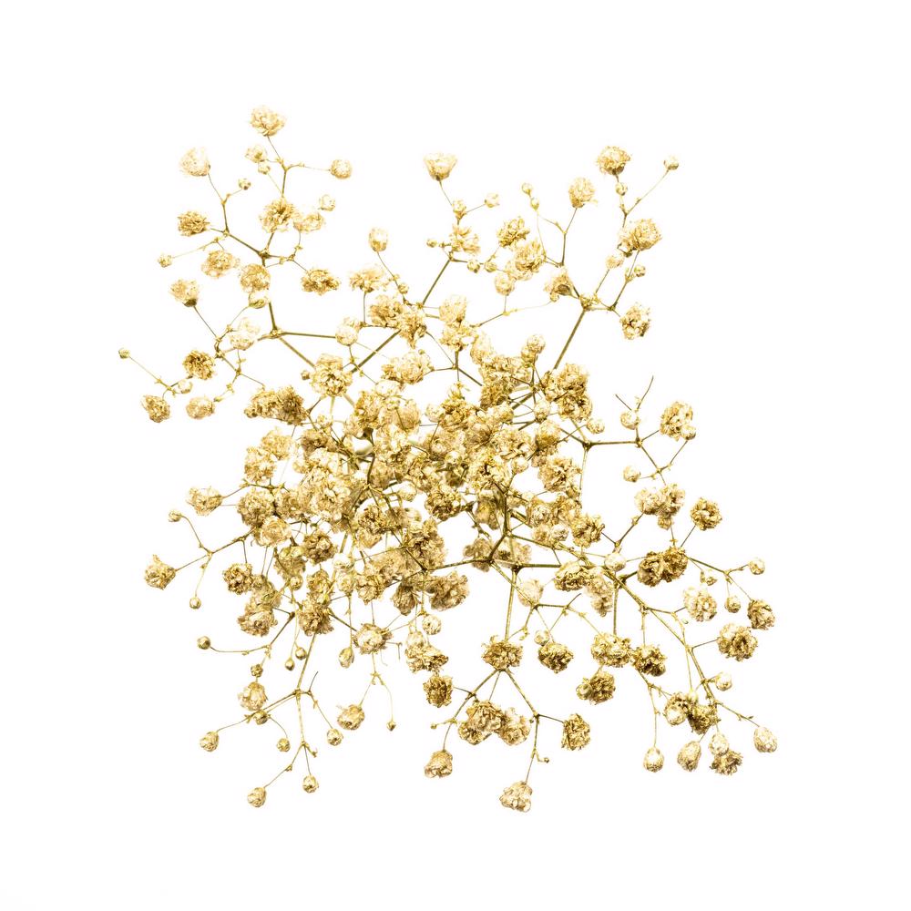 esmeralda-gypsophila-gold-painted